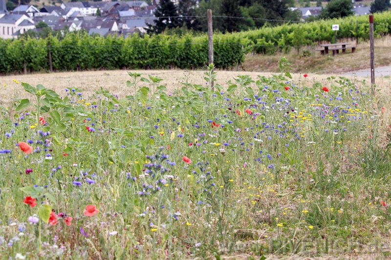 Mittsommerfest 2017 – Bild 119